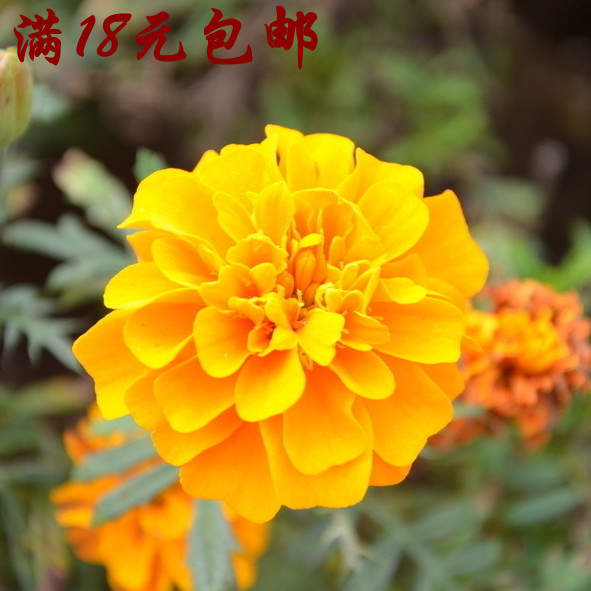 孔雀草种子黄色 花坛盆栽易种观赏花卉万寿菊花种子籽