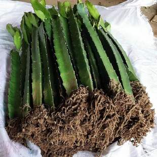 特大火龙果苗盆栽燕窝火龙果树苗红白心火龙果苗四季自家果园种植