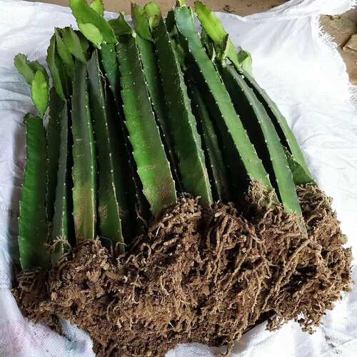 特大火龙果苗盆栽燕窝火龙果树苗红白心火龙果苗四季自家果园种植