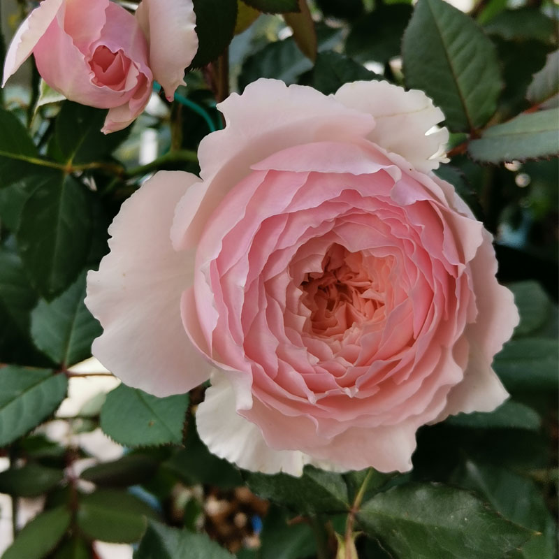 美咲四季阳台庭院玫瑰花苗