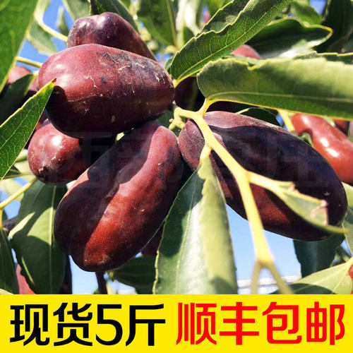 鲜枣宁夏长枣脆甜好吃灵武大枣