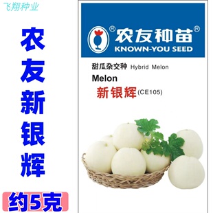 农友种苗新银辉甜瓜籽种子 杂交白皮甜瓜种 甜度高果肉细甜瓜种孑
