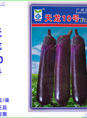 天龙10号茄子种子中熟深紫色亮丽可作烧烤茄耐高温春秋季茄子种孑