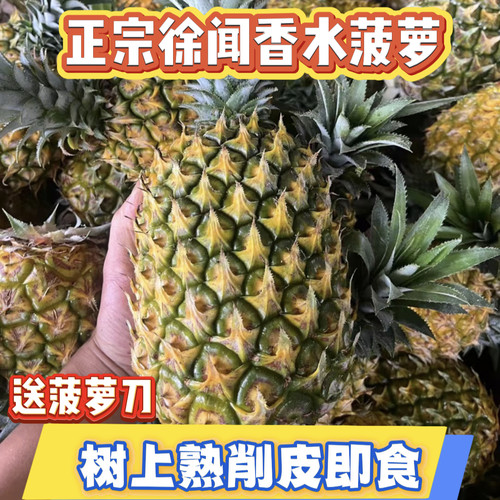 正宗广东徐闻香水菠萝日晒菠萝新鲜当季新鲜水果凤梨现摘现发汁甜