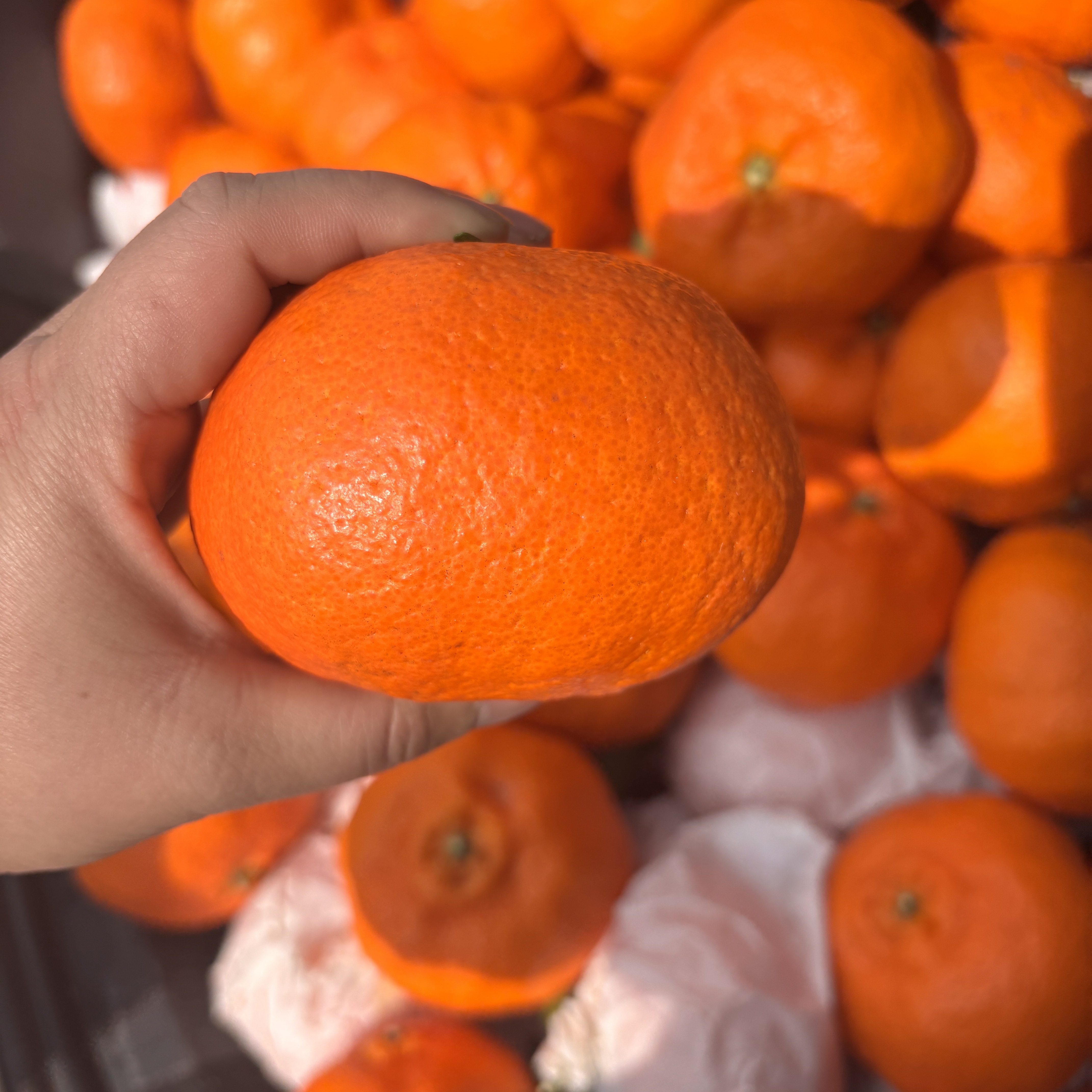 正宗甘平柑橘皇后四川现摘现发新鲜柑橘水果当季粑粑柑丑橘子