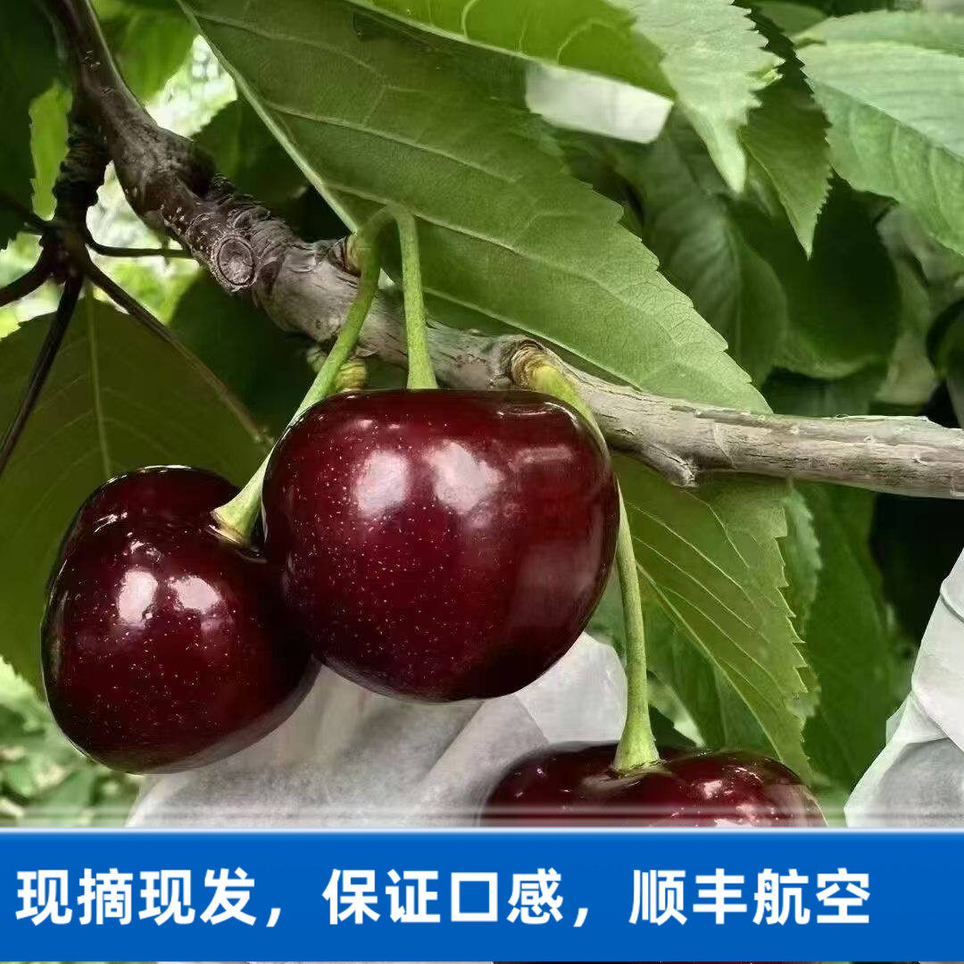2026甘肃天水套袋大樱桃甜度高现摘现发产地直发顺丰航空直邮