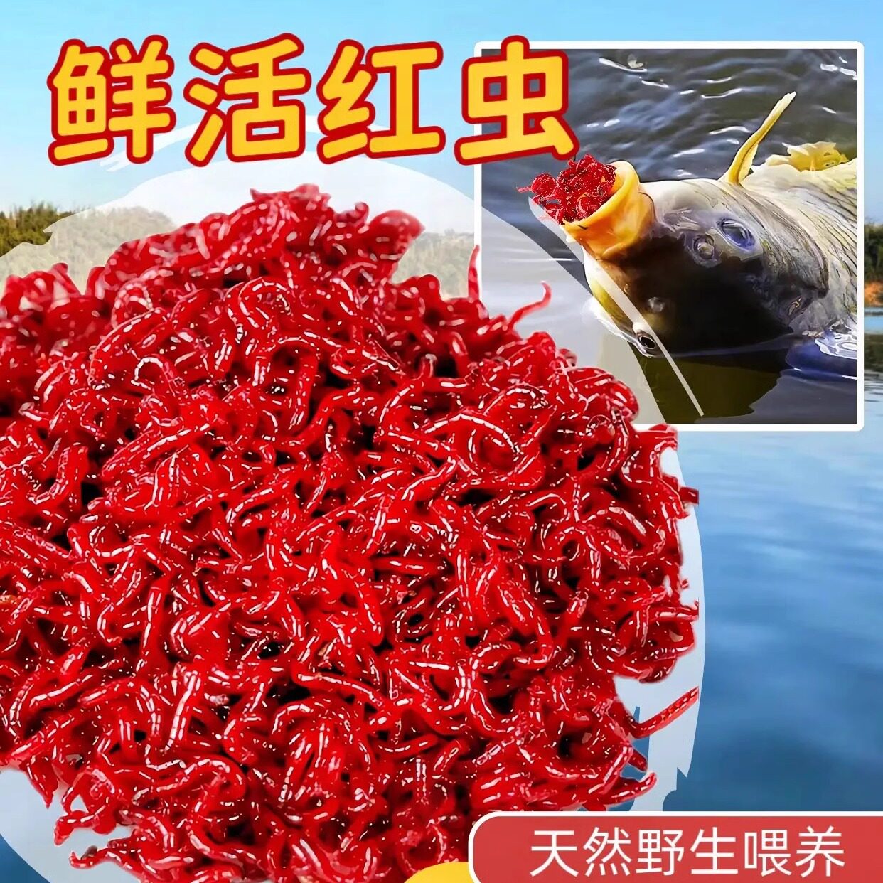 红虫活饵净虫鱼食新鲜红虫饵钓鱼活体红线虫鲫鱼野钓拉饵饵料