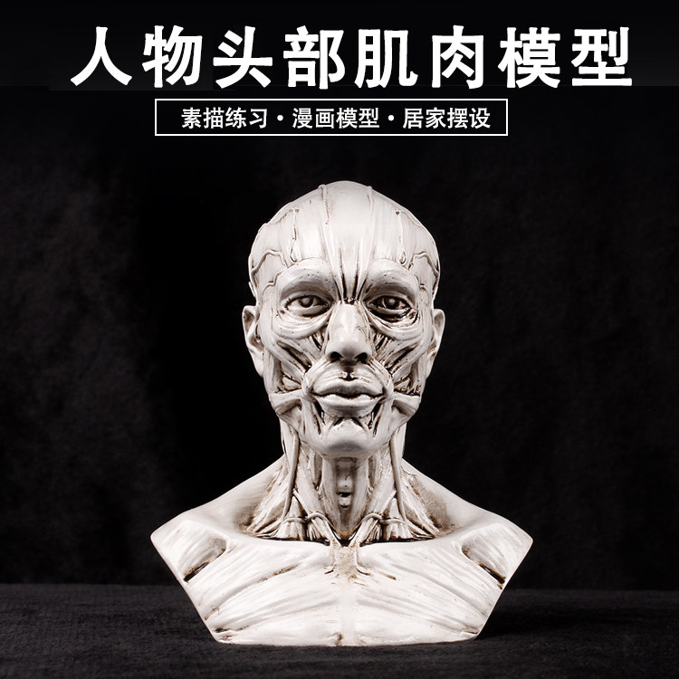 人体头部肌肉结构模型美术教学艺考素描速写写生道具人体头部骷髅
