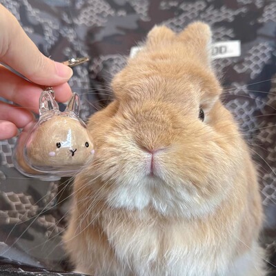透明兔兔毛发收纳盒挂件兔子形状扭蛋挂件装饰纪念防尘盒收集玩具