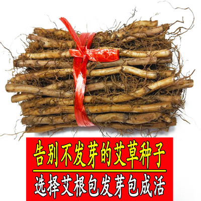 正宗艾草苗艾草根种子艾叶20根