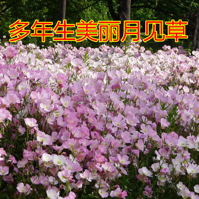 宿根花卉公园景观绿化月见草种子