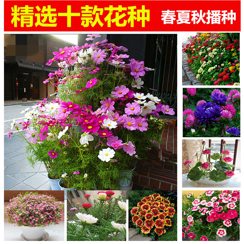 满天星套餐四季草花波斯菊花种子碗莲薄荷室内盆栽太阳花含土含盆