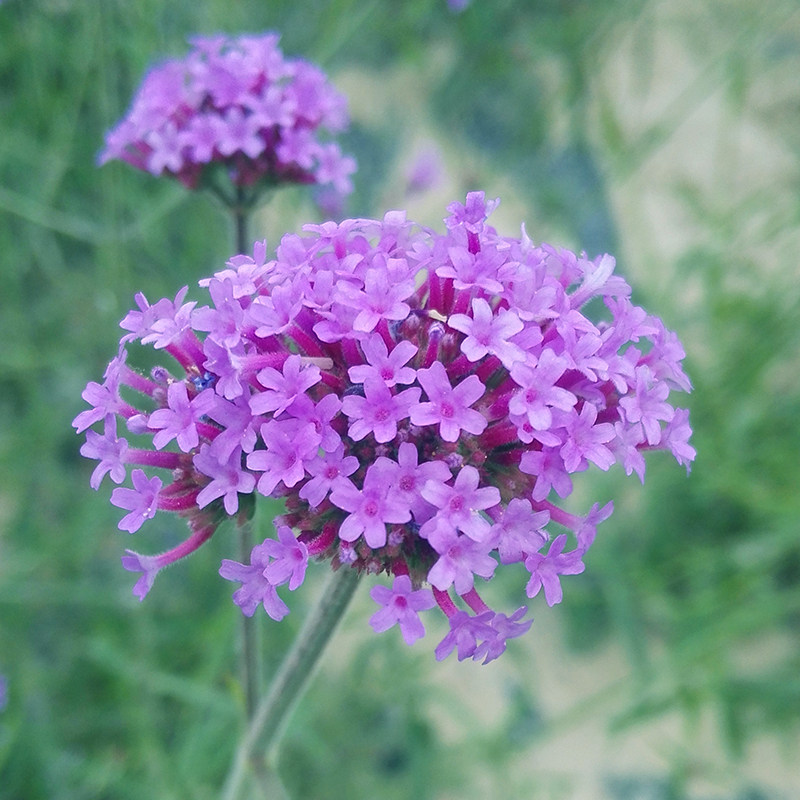 柳叶马鞭草种子多年生宿根花籽乡村旅游庭院农庄花海景观绿化种籽