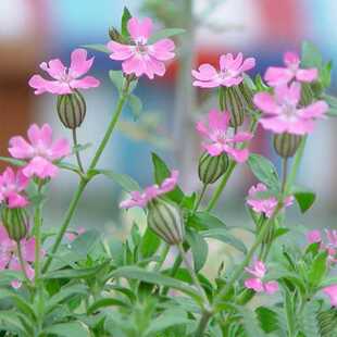 包邮高雪轮种子蝇子草多年生四季播植物花海花坛庭院盆栽花卉草籽