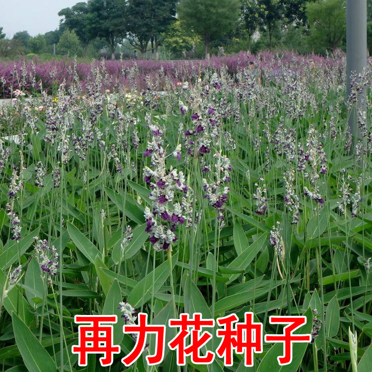 水生花卉植物再力花种子菖蒲荷花蓝花鸢尾黄美人蕉芦苇千屈菜花籽