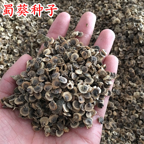 新采蜀葵花种子重瓣四季播易活耐寒混色多年生一丈红葵花花卉种籽