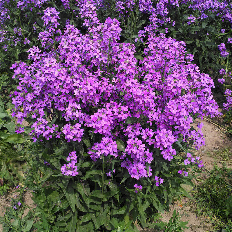 蓝香芥花种子四季种景观蓝色花海花卉欧亚香花芥庭院绿植阳台花籽