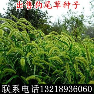 狗尾草种子新采狗尾草籽子观赏狼尾草青葙子芒草杂草旱地牧草护坡