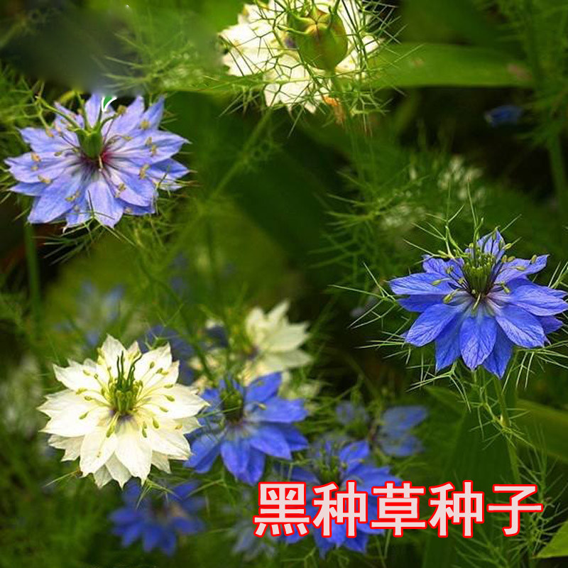 包邮四季阳台盆栽绿植黑种草种子