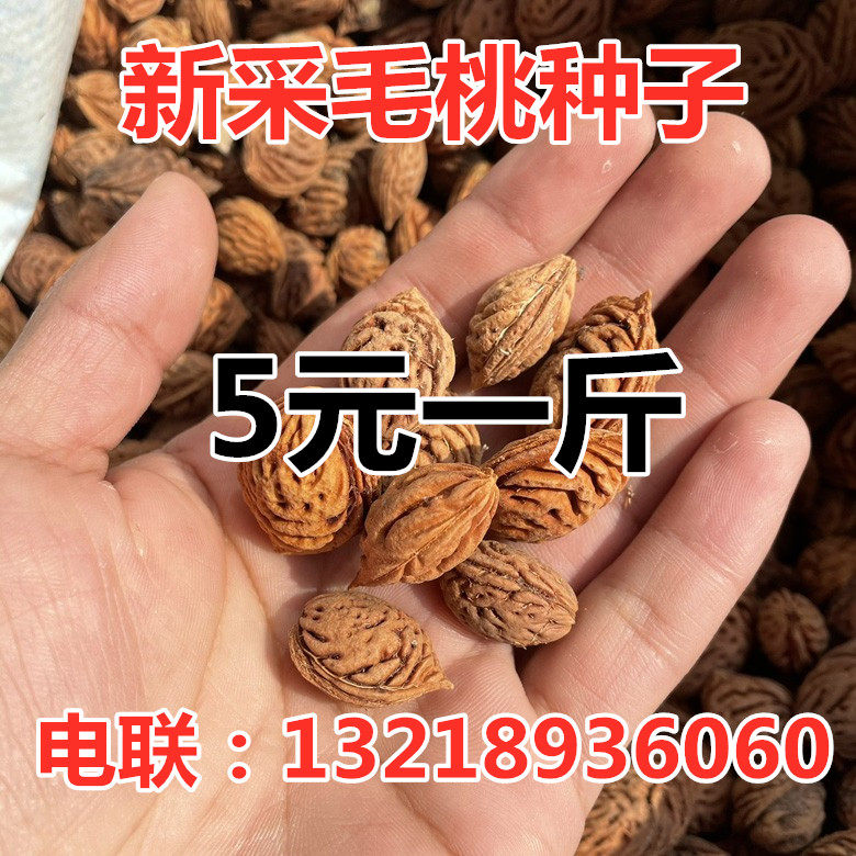 新采毛桃种子野毛桃核种籽花卉山桃山杏花籽嫁接红绿梅树砧木苗木
