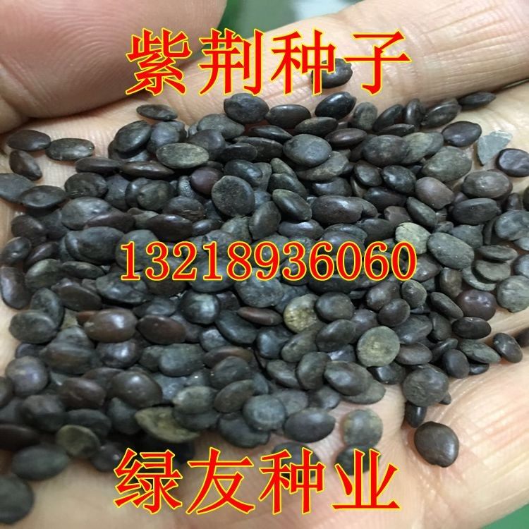 新采紫荆种子树苗巨紫荆洋紫荆种子紫荆花苗紫薇种子园林苗木树种