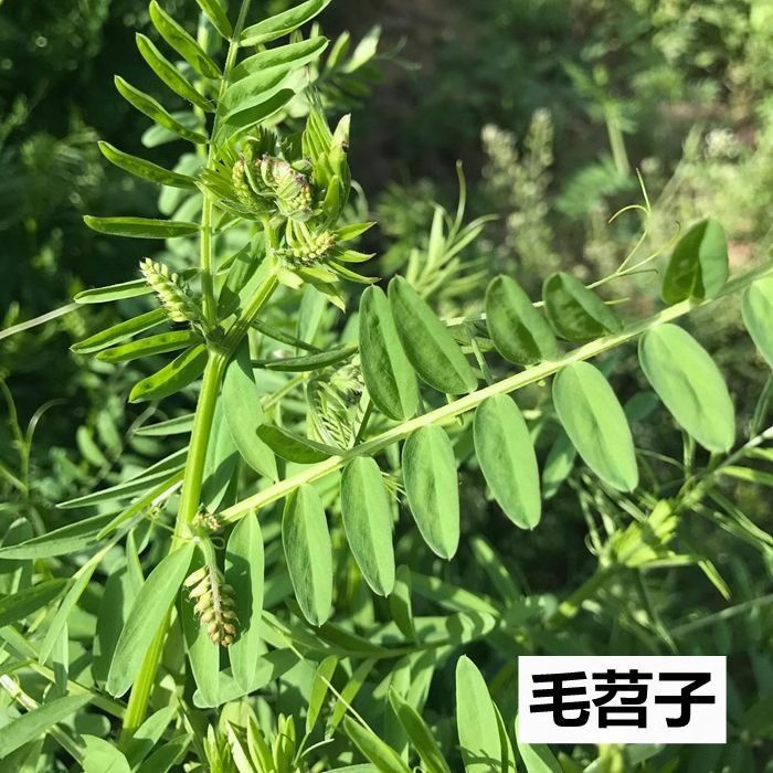 毛苕子种子光叶紫花苕箭舌野豌豆养蜂蜜源植物牧草籽果园绿肥种籽