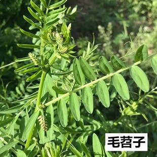 毛苕子种子光叶紫花苕箭舌野豌豆养蜂蜜源植物牧草籽果园绿肥种籽
