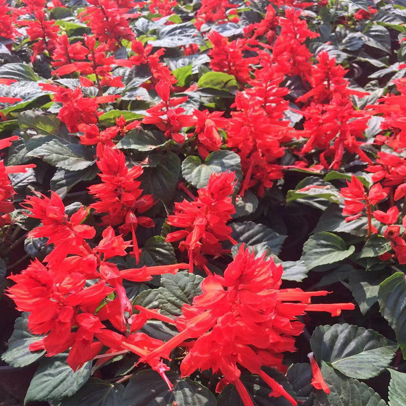 室外阳台盆栽绿植一串红花种籽