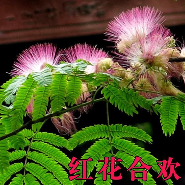 新采红花合欢种子合欢种子银合欢种子金合欢绒花树种子护坡行道树