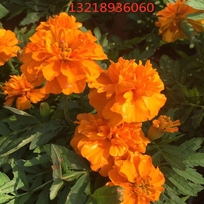 新采孔雀草种子四季种重瓣复色野花种子花海盆栽花卉景观草花种子