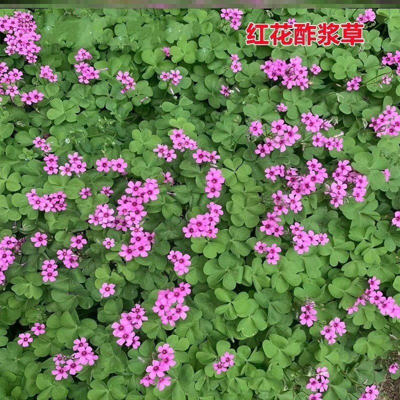 红花浆草种紫叶浆种球幸运三叶草紫蝴蝶四季易种耐寒花卉盆栽种子