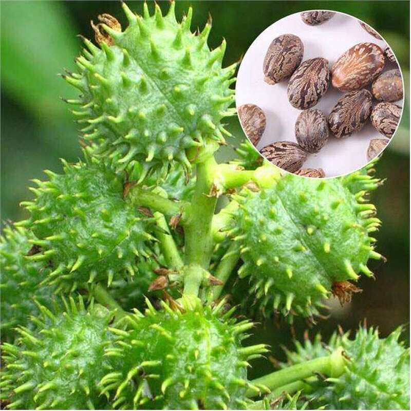 蓖麻种子野生中药材春季观赏榨油抗旱四季耐热适应性强易采收植物