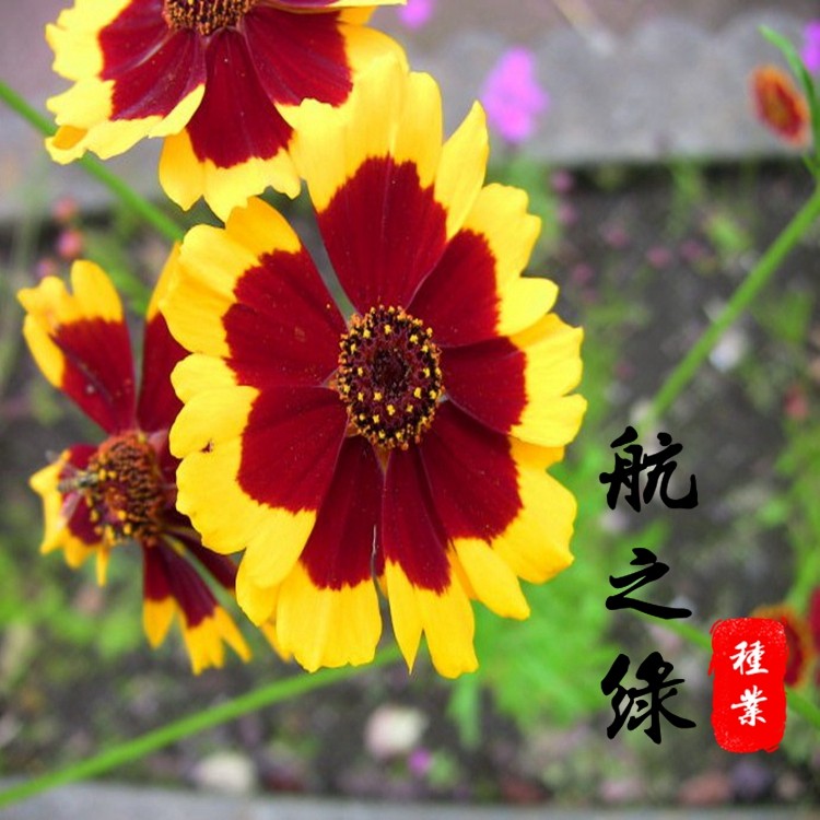 蛇目菊双色金鸡菊花种子四季播盆栽庭院阳台花卉绿植天山雪菊花籽