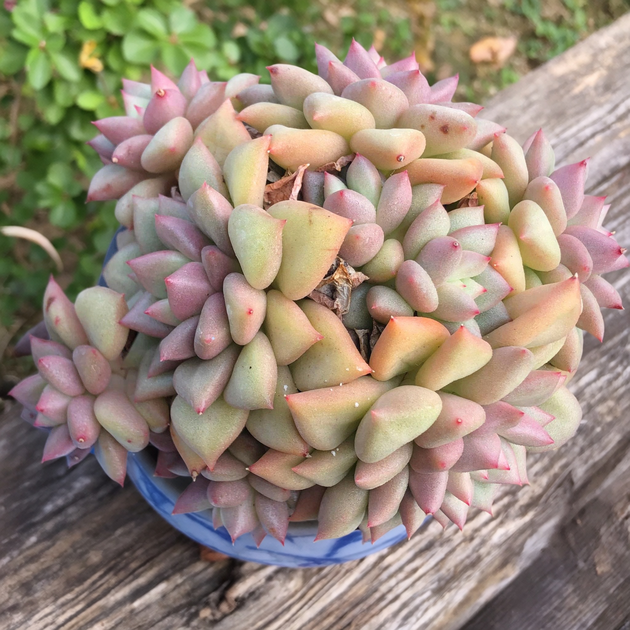 黄金象牙一物一拍玉珠东云多肉