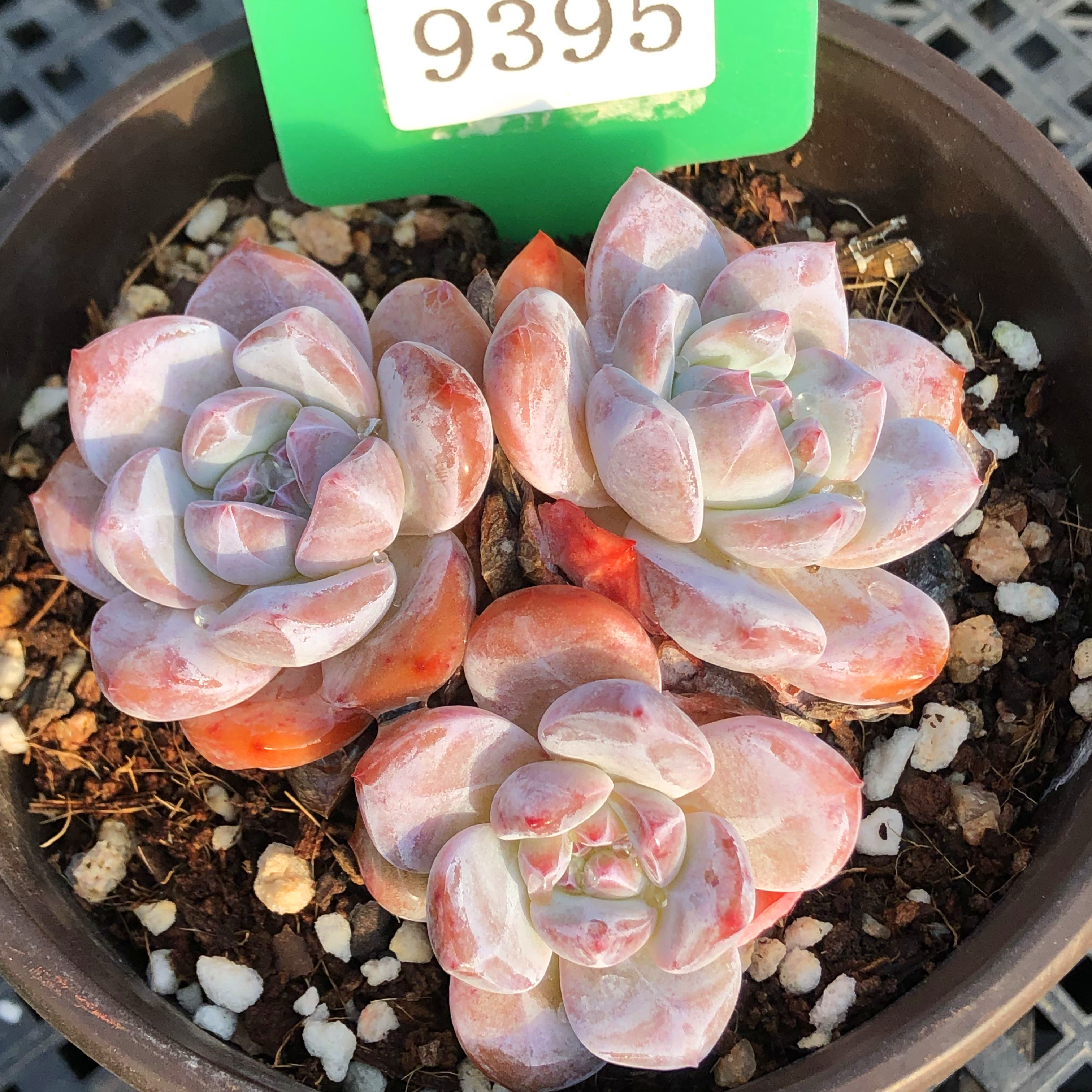 多肉植物一物一拍暗纹粉红色