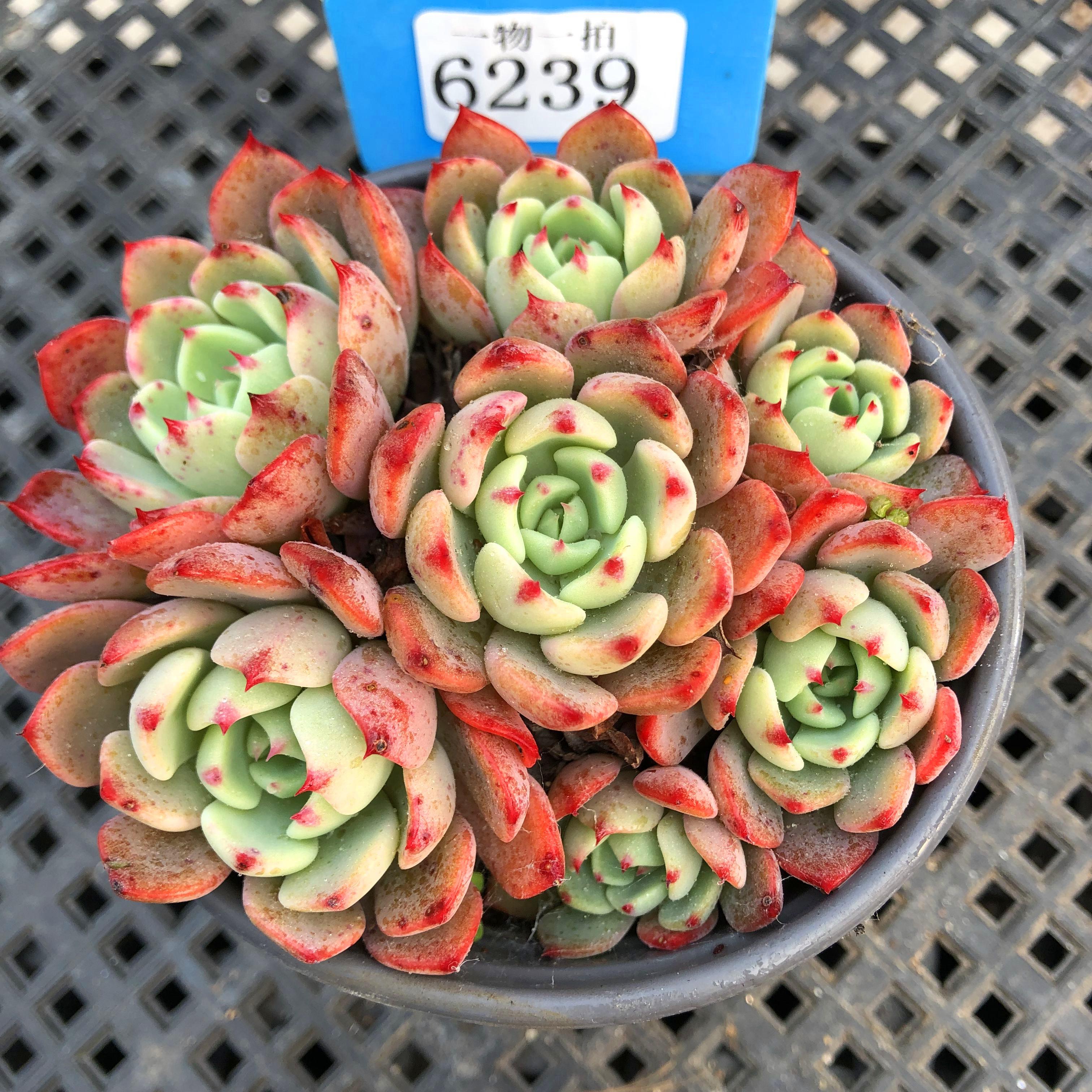 多肉植物群生状态新手好养活