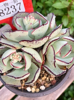 剑司诺娃一物一拍原始黑边单多头群生老桩多肉植物盆栽绿植新手花