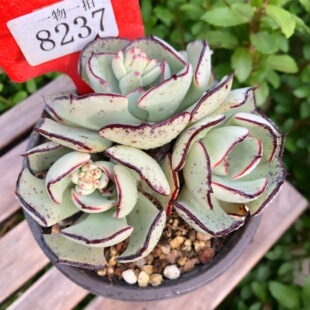 剑司诺娃一物一拍原始黑边单多头群生老桩多肉植物盆栽绿植新手花