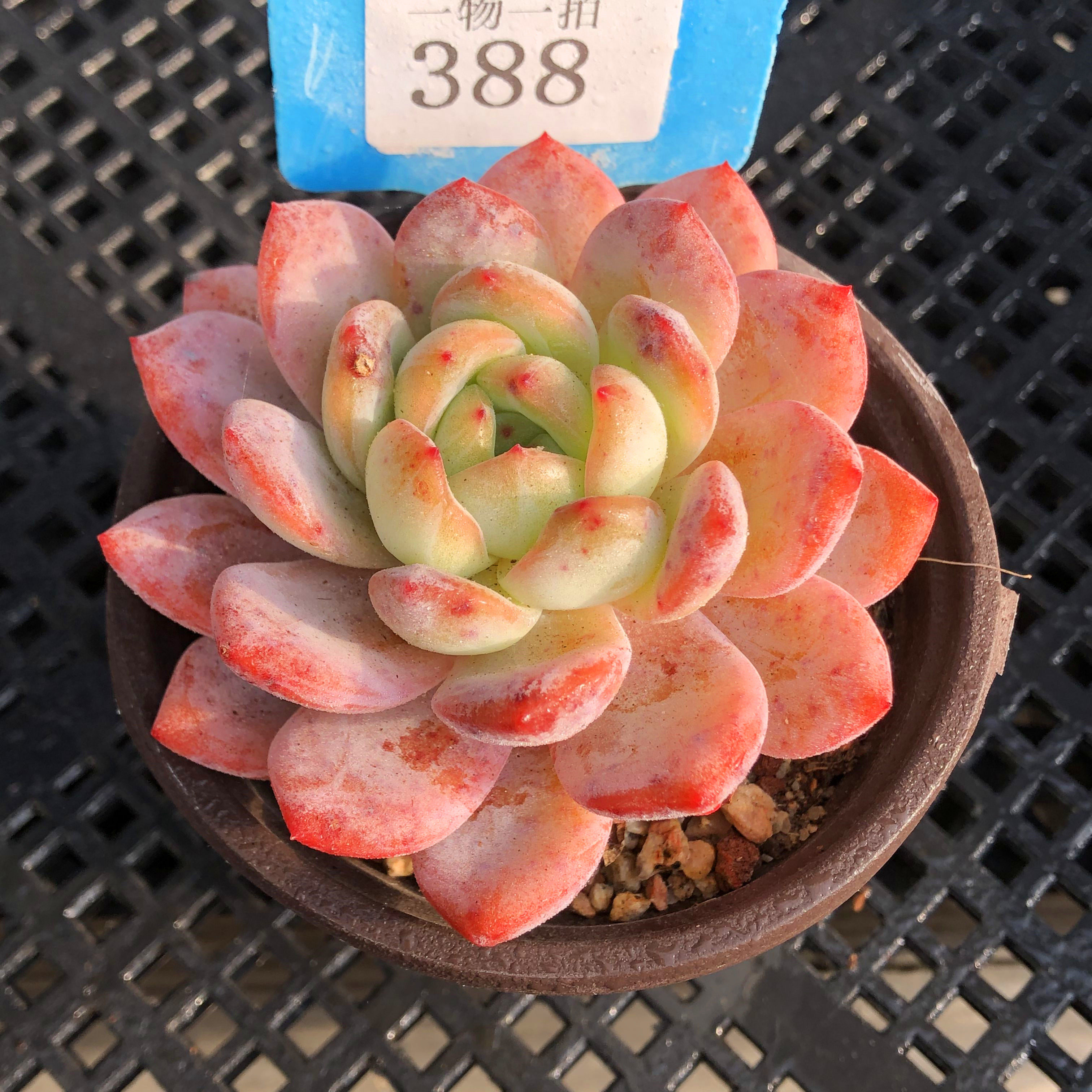 全明星一物一拍多肉植物老桩群生多头缀化果冻透亮杂交萌趣味,鲜花速递/花卉仿真/绿植园艺,多肉植物,淘宝优惠券,粉丝福利购,淘宝优惠卷