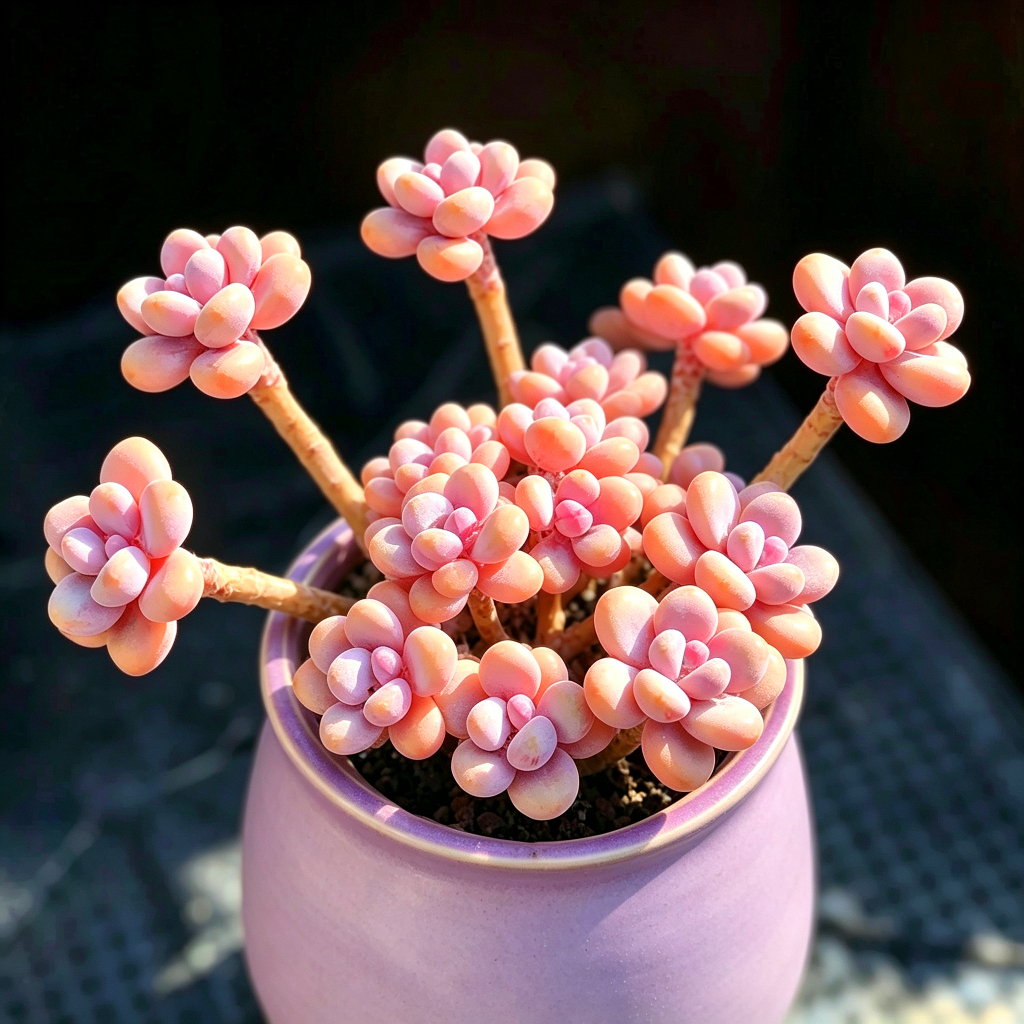 桃蛋老桩悬崖组合多肉植物大颗老桩一物一拍阳台精选特价满38包邮