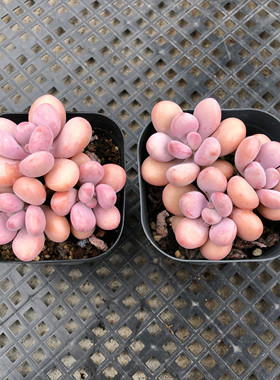 亚美桃蛋水光针多肉植物老桩丸叶腰子蛋黄桃之卵单群生多头