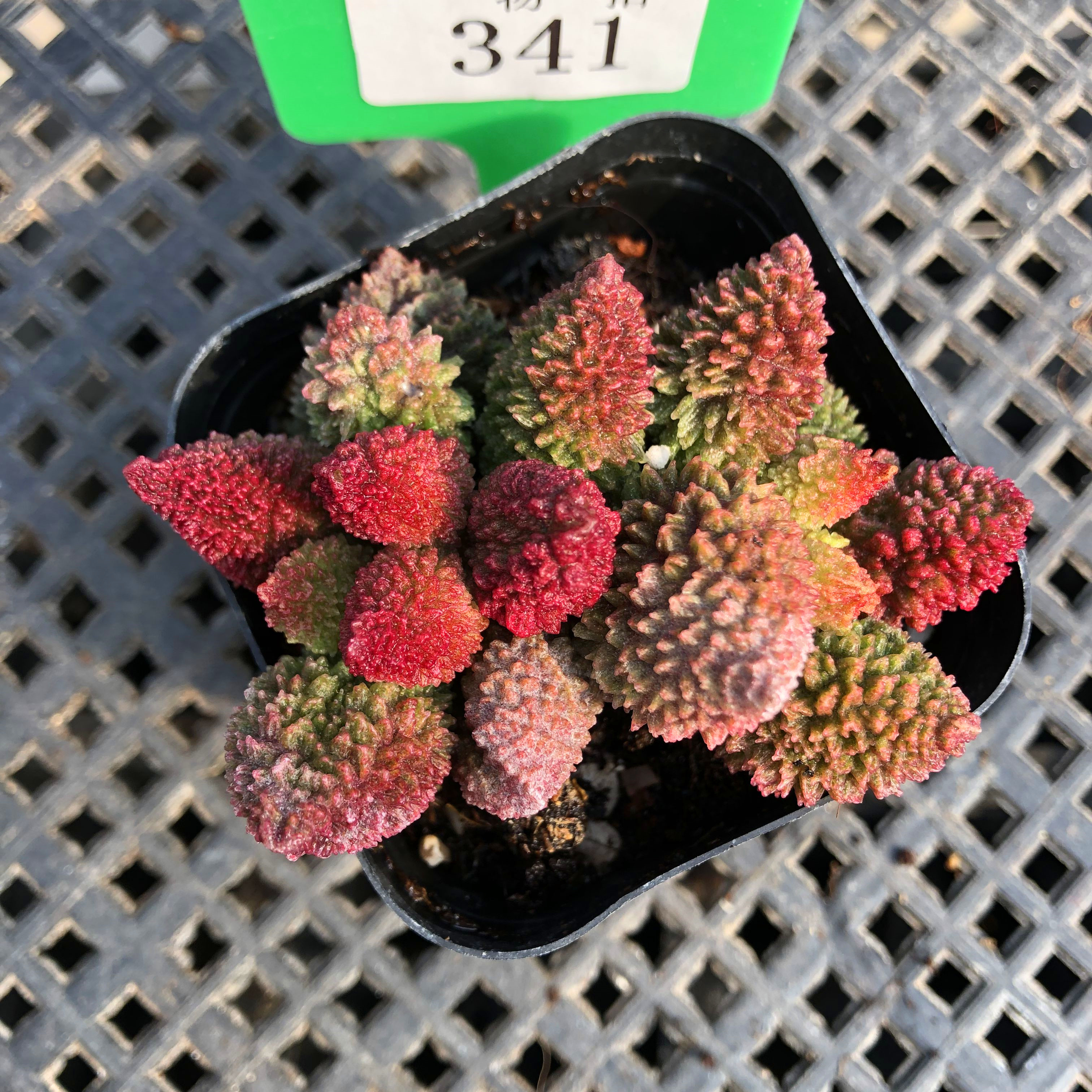 朱子玉一物一拍水泡多肉植物