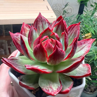 惊鸿仙子一物一拍多肉植物卡西乌斯锦卡西欧赤锦宽窄叶群生多头