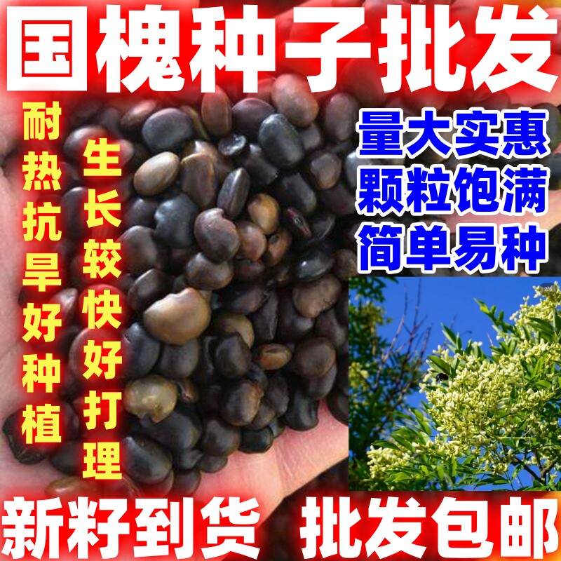 国槐种子林木种籽散装四季多年生景观绿化工程观叶种孑简单易种
