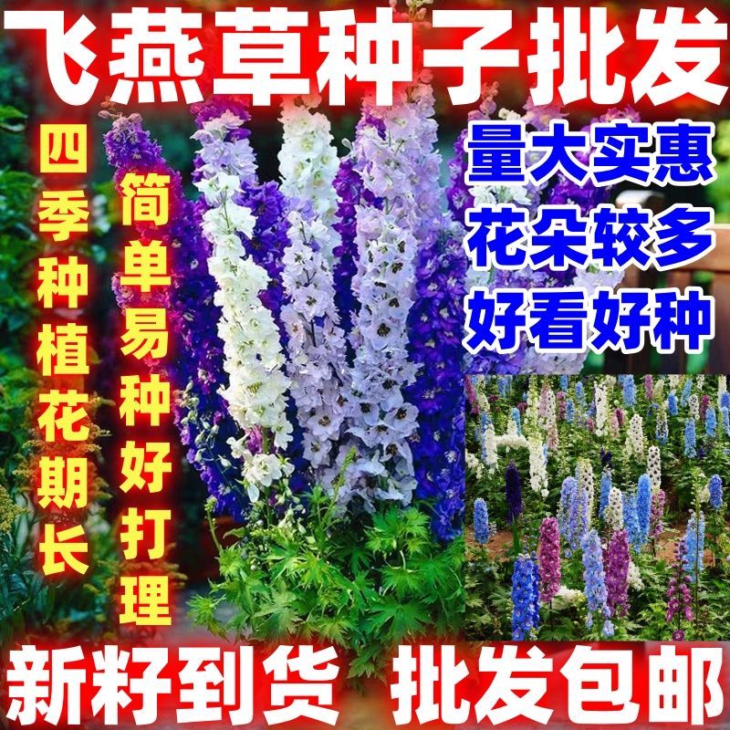 飞燕草花种子耐寒四季播易活盆栽鲜切花北极光千鸟草花籽种子好种
