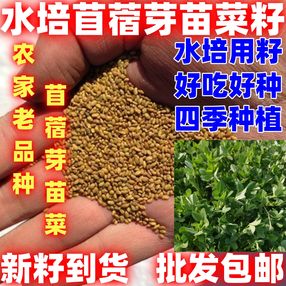 苜蓿芽苗菜种子芽苗菜种子仰天苜蓿籽水培蔬菜苗盘菜阳台无土种植