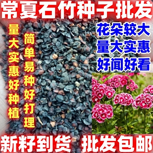 常夏石竹种子观赏花卉盆栽大花海多年生宿根耐寒耐旱花期简单易种