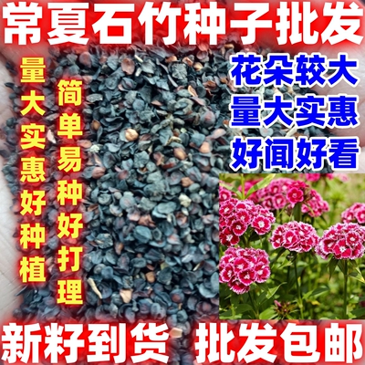常夏石竹种子观赏花卉盆栽大花海多年生宿根耐寒耐旱花期简单易种