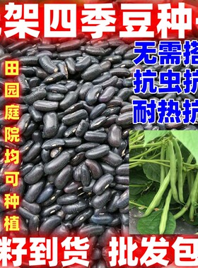无架四季豆种籽散装无架四季豆种籽批发蔬菜种籽无架四季豆种子