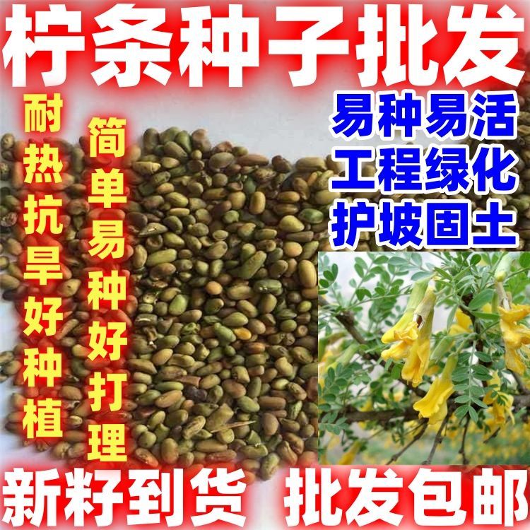 柠条种子林灌木多年生柠条耐旱耐寒耐高温薪炭材花朵好看包邮